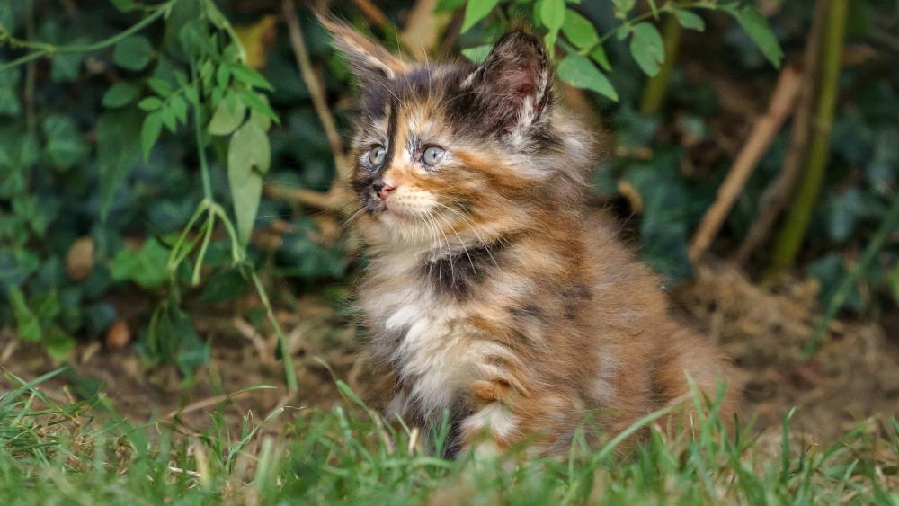 Curious Kitten in the Garden wallpaper