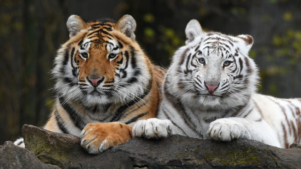 Majestic Tigers Resting Together wallpaper