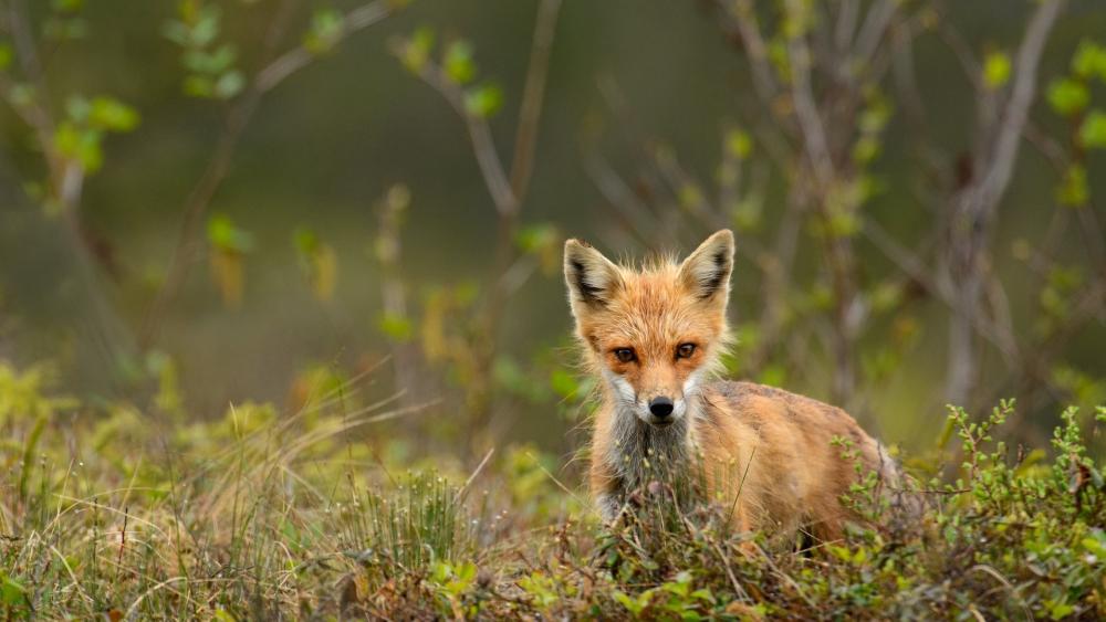 Alert Red Fox in Meadow wallpaper