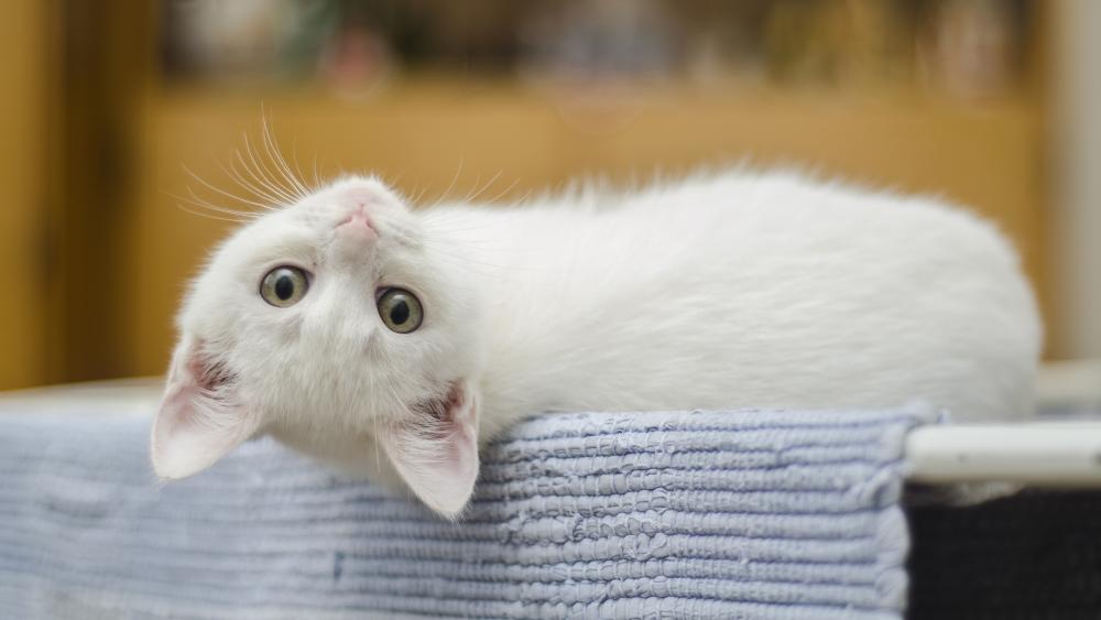 Playful White Cat on Cozy Blanket wallpaper
