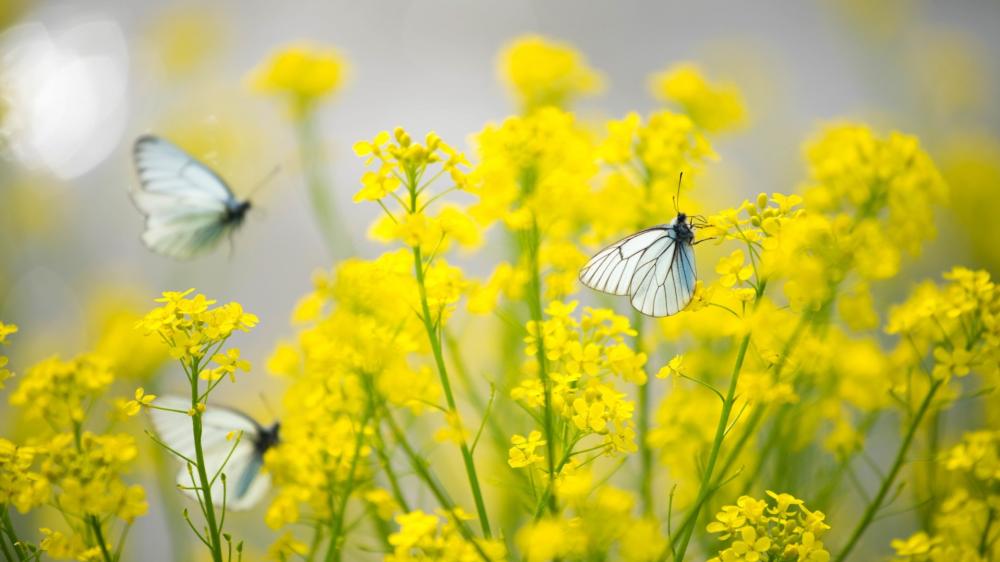 Butterflies Dancing Among Wildflowers wallpaper