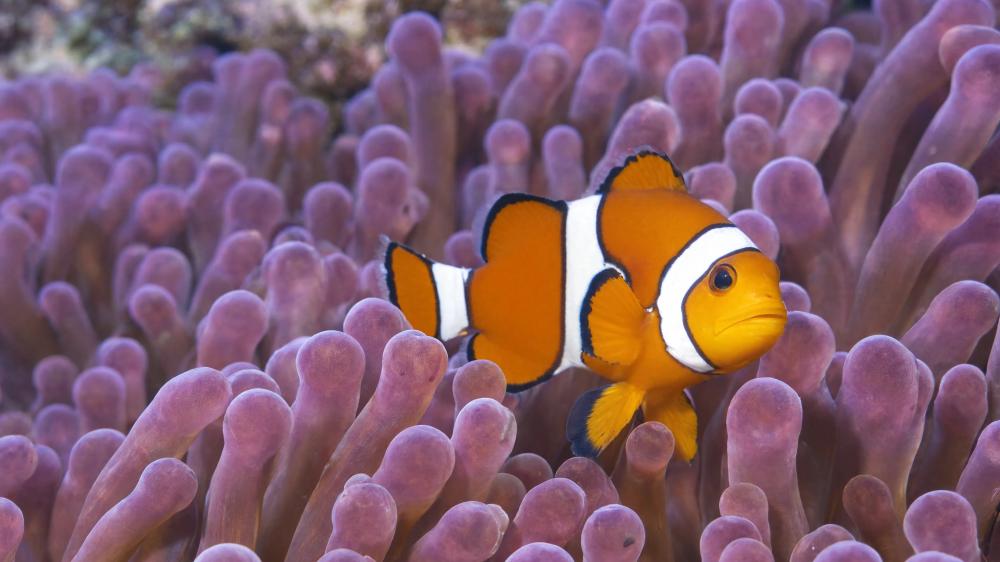 Vibrant Clownfish Among Soft Purple Sea Anemones wallpaper
