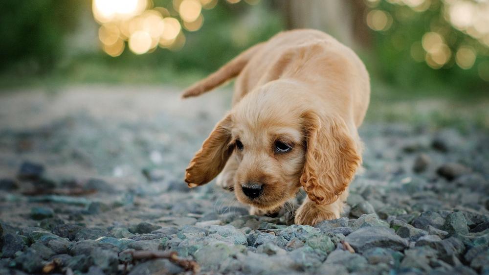 Playful Cocker Spaniel Puppy Exploring Outdoors wallpaper
