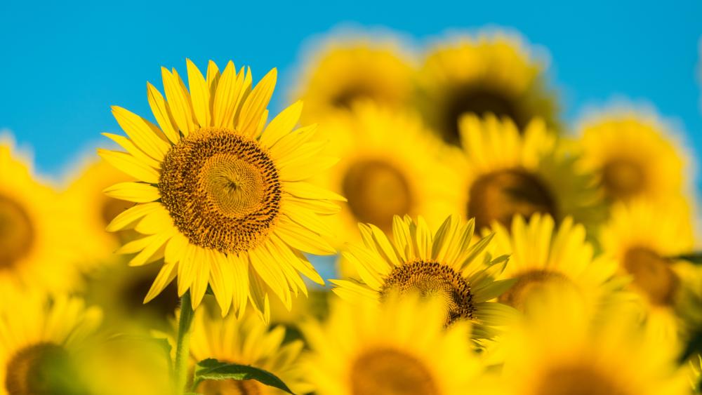 Sunny Sunflower Field Under Clear Blue Sky wallpaper