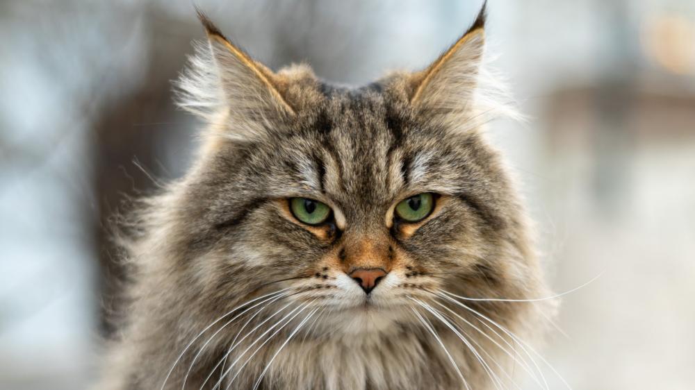 Majestic Tabby Cat Portrait wallpaper