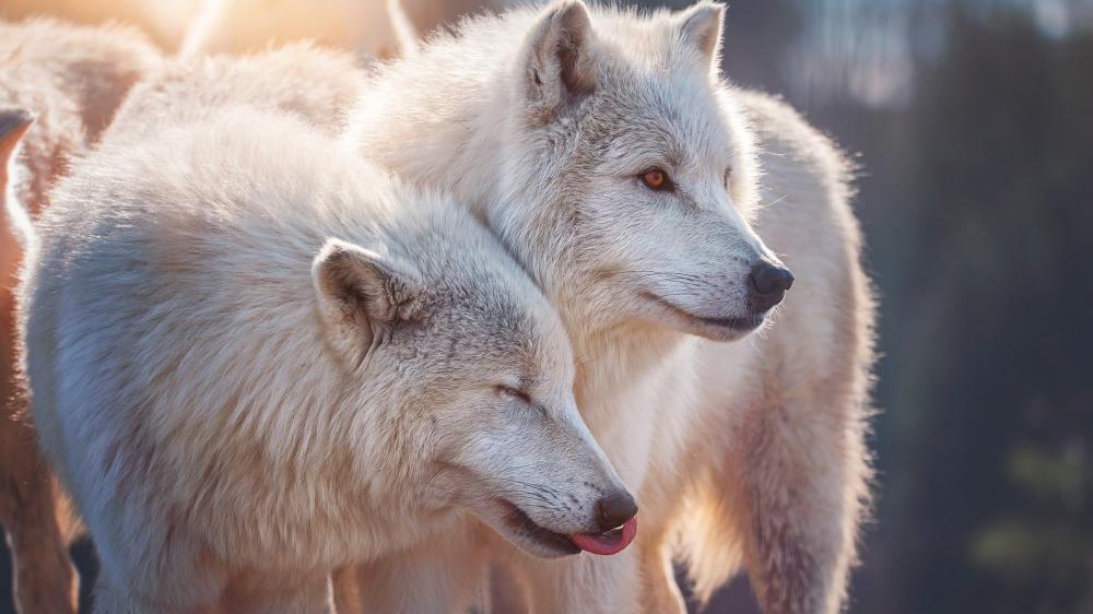 Arctic Wolves in Golden Light wallpaper