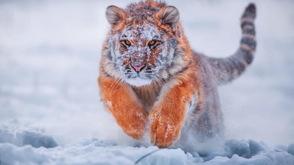Majestic Siberian Tiger in Snowy Charge wallpaper