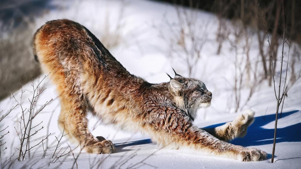 Winter Lynx Stretch in Snow wallpaper