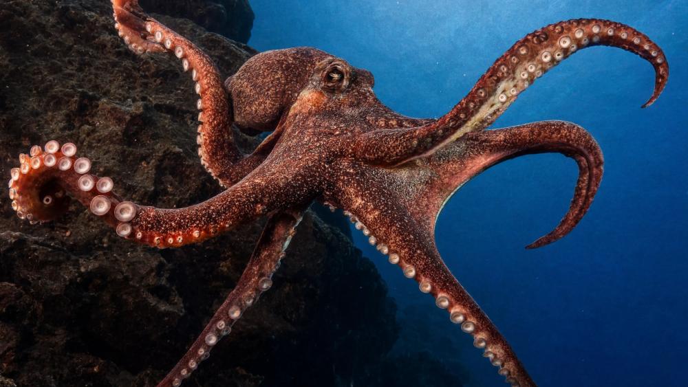 Majestic Giant Octopus in Deep Blue Waters wallpaper