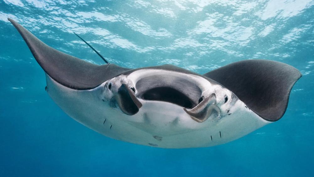 Manta Ray wallpaper