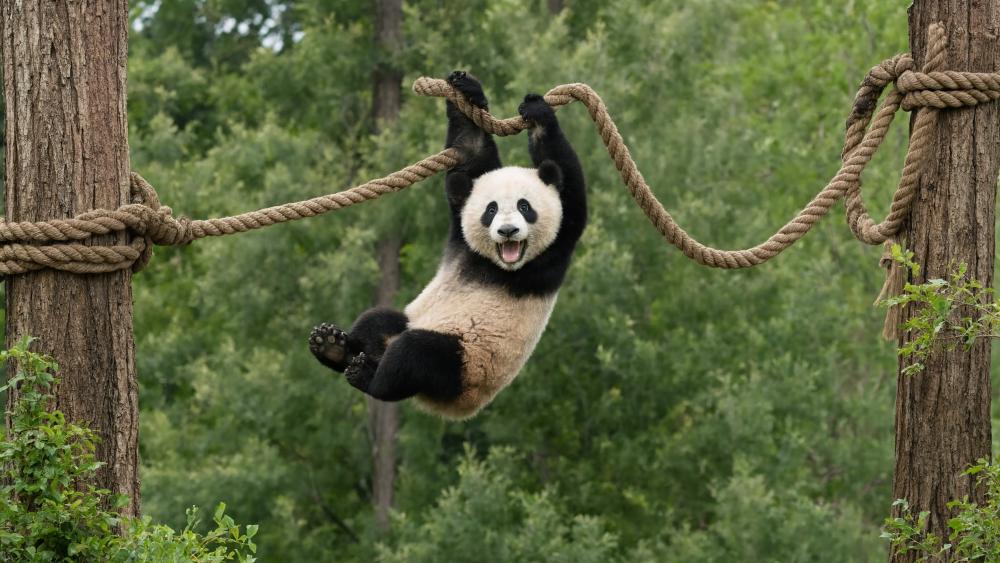 Playful Panda Swinging Through the Trees wallpaper
