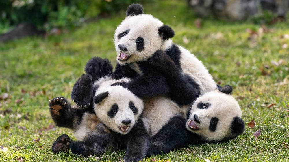 Playful Panda Cubs wallpaper