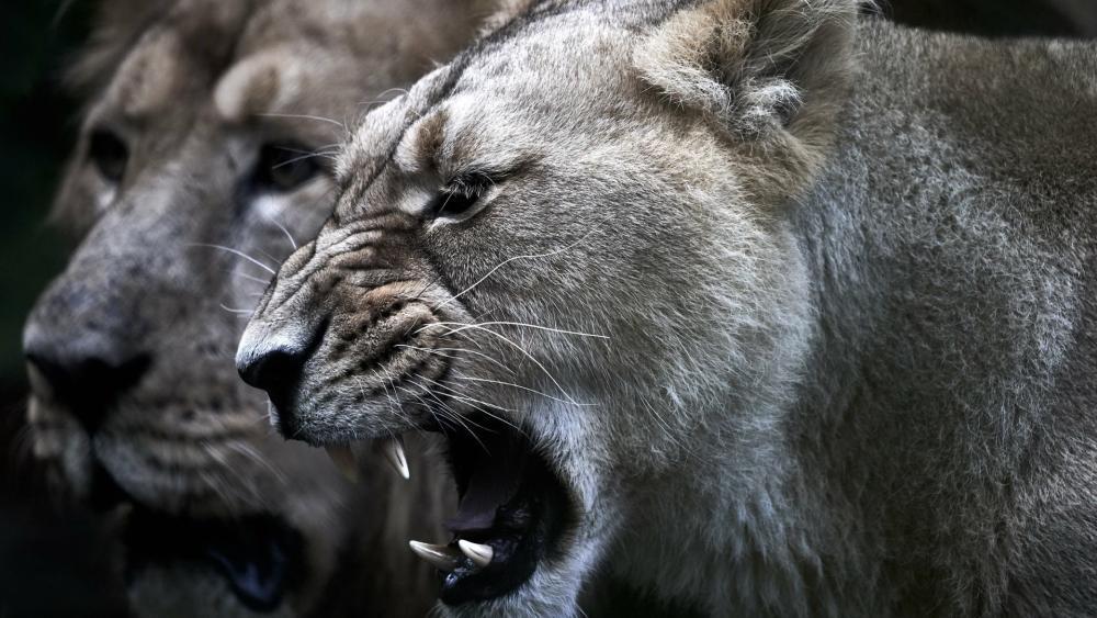 Roaring Lion Close Up wallpaper