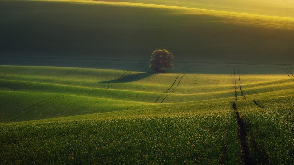 Golden Solitude in Rolling Green Hills wallpaper