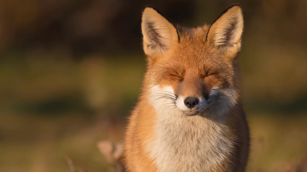 Peaceful Red Fox Portrait wallpaper