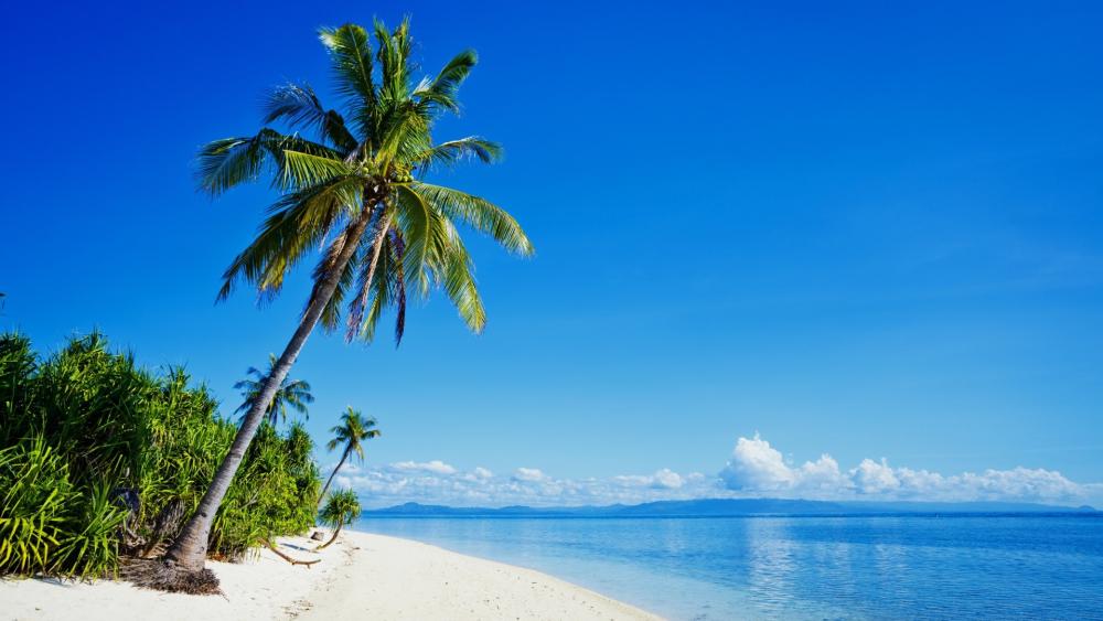 Tropical Paradise Beach Escape wallpaper