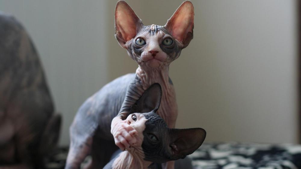 Playful Sphynx Cats Indoors wallpaper