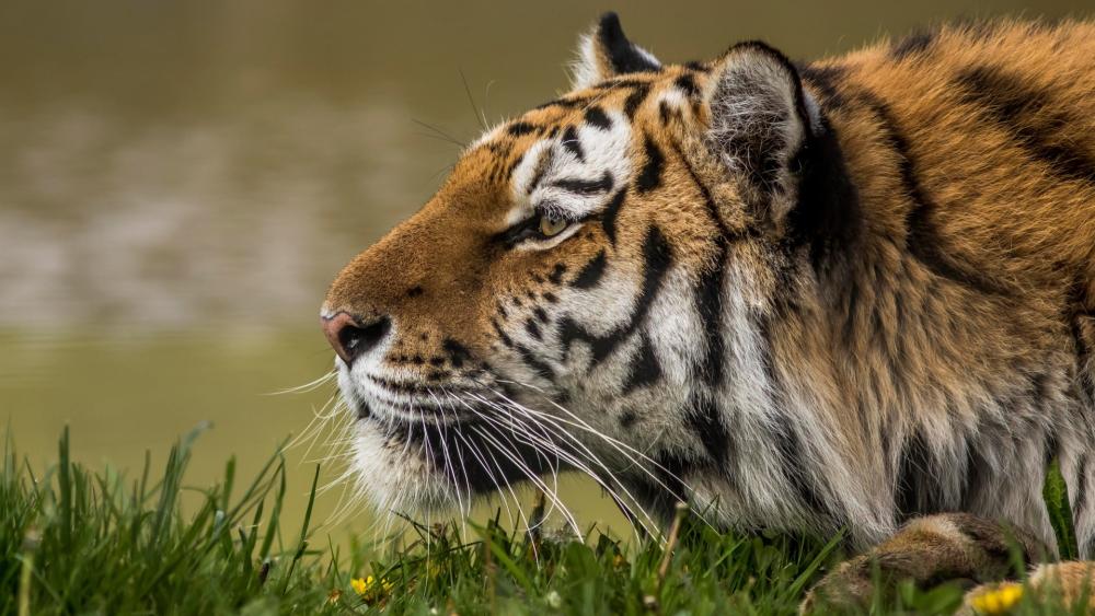 Majestic Tiger in Serene Grassland wallpaper