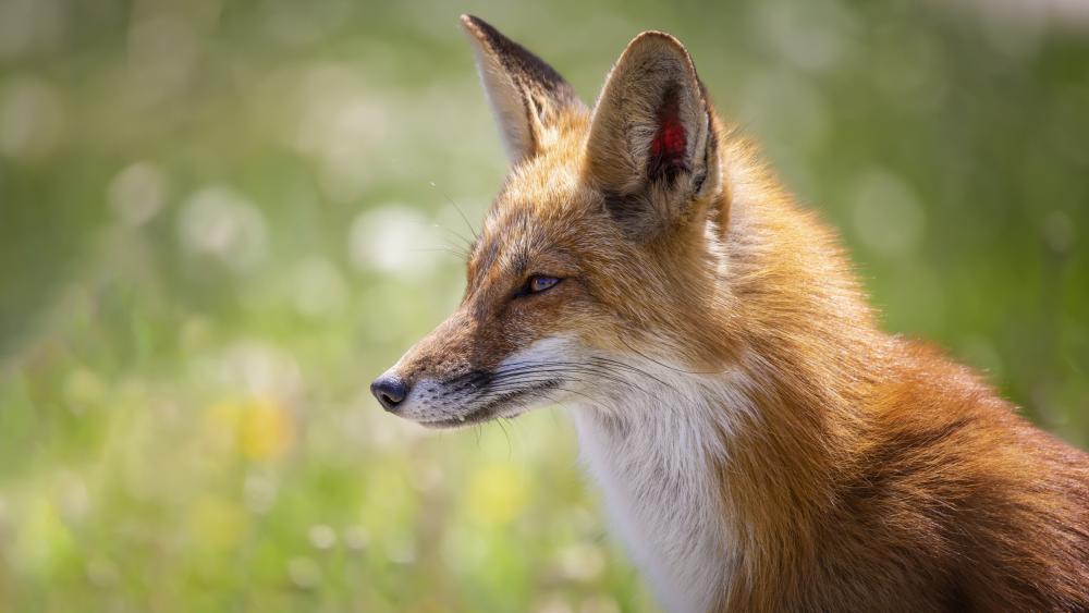 Elegant Red Fox in Sunlit Meadow wallpaper