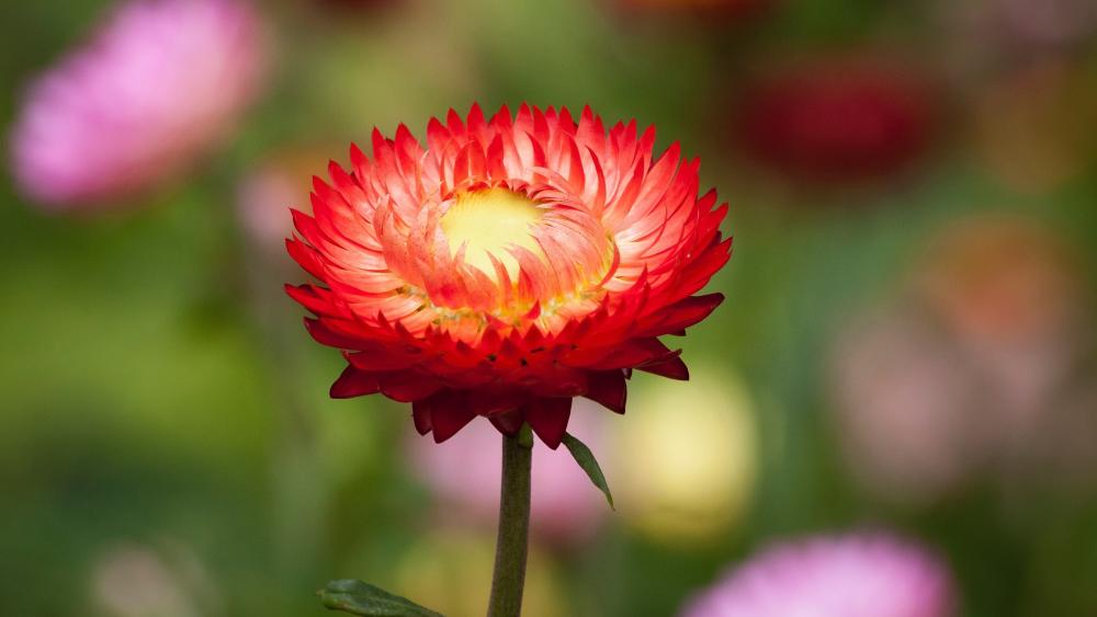 Radiant Red Blossom wallpaper