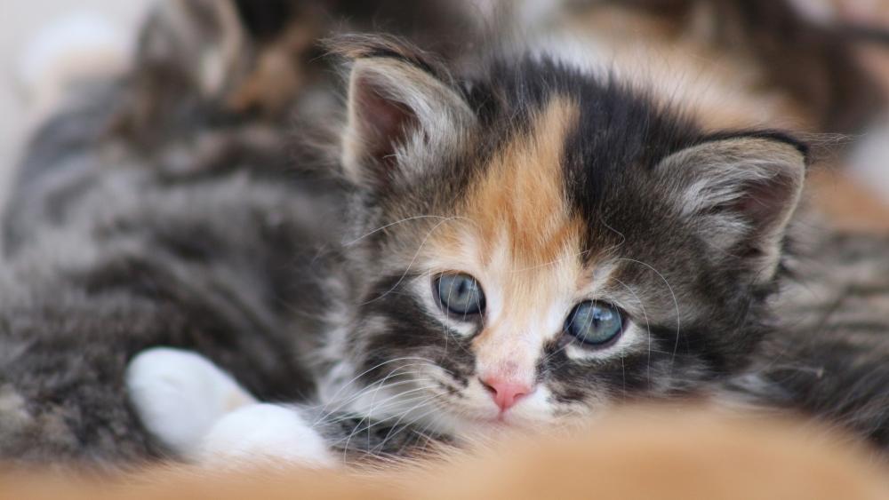 Adorable Closeup Kitten Portrait wallpaper