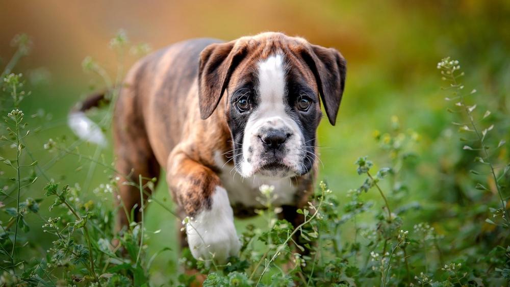 Boxer Puppy Exploring Green Meadow wallpaper