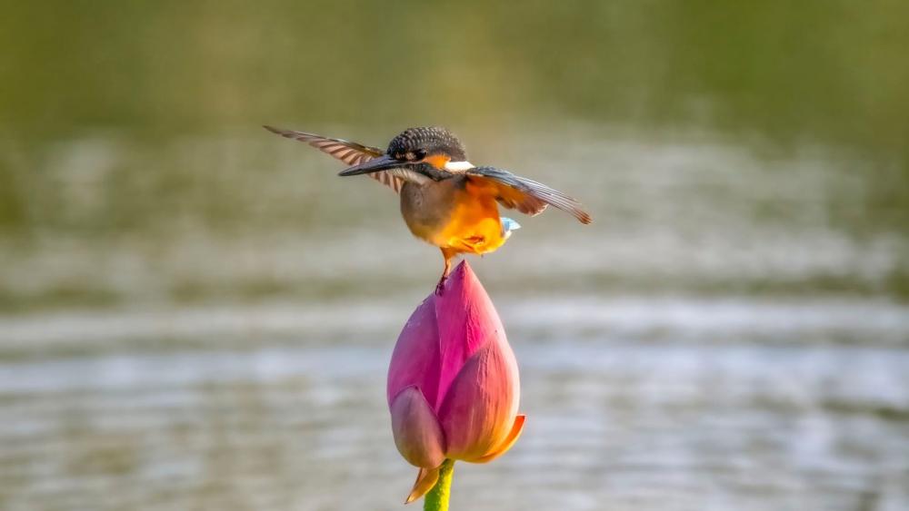 Kingfisher Balancing on Lotus Bloom wallpaper