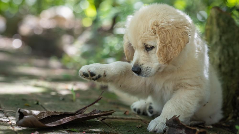 Golden Retriever Puppy Exploring the Forest wallpaper