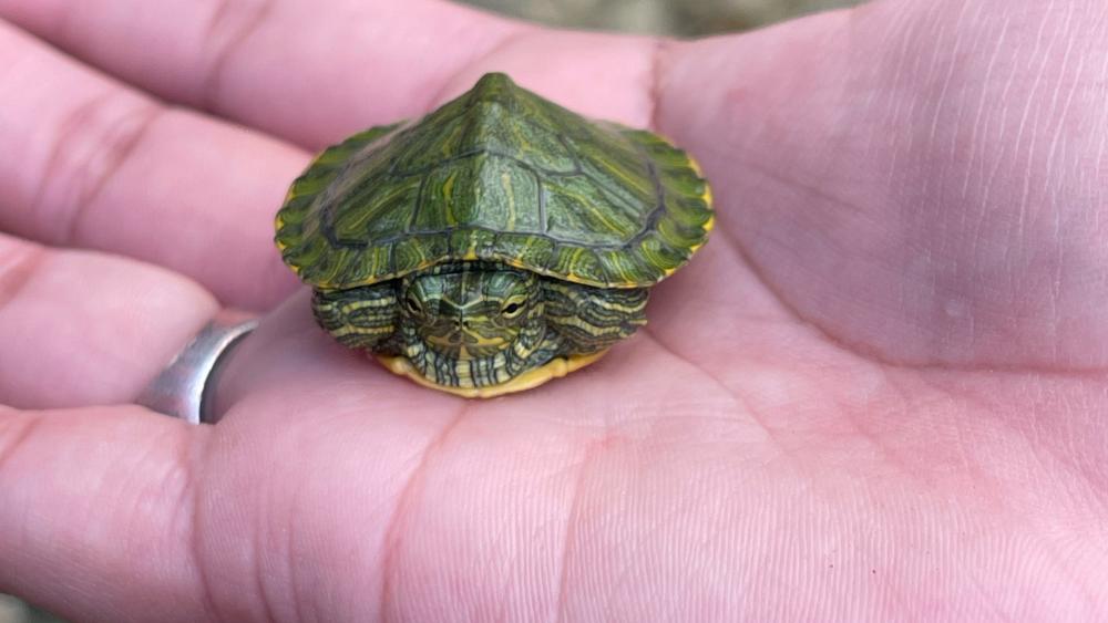 Tiny Turtle Nestled in Gentle Hands wallpaper