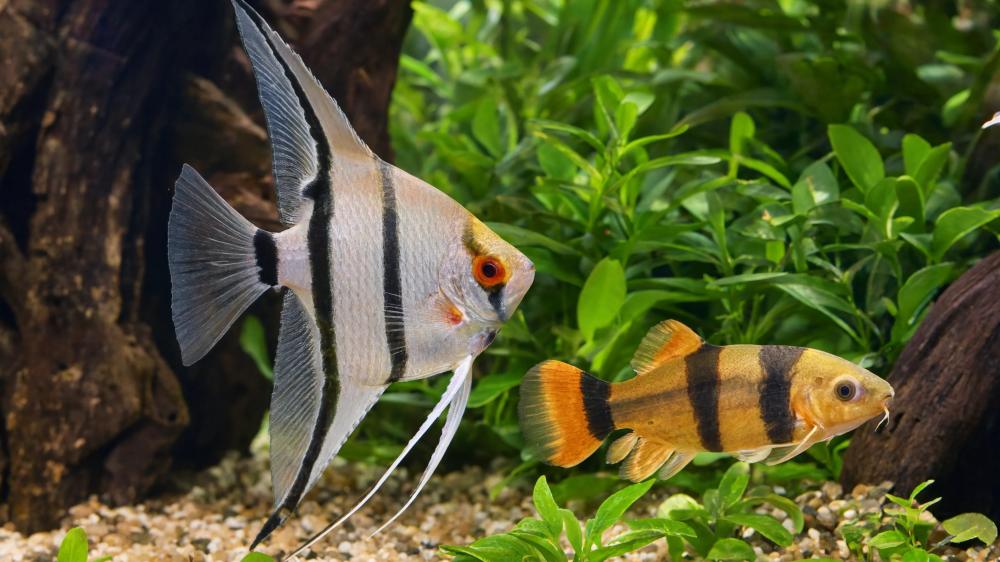 Tropical Aquarium Harmony wallpaper