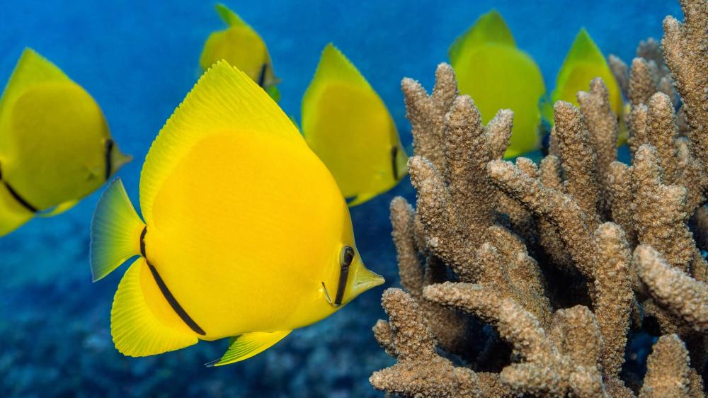 Butterfly Fish School wallpaper