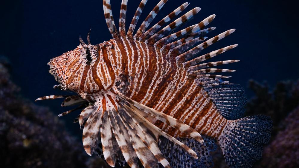 Graceful Lionfish in Coral Reef Glow wallpaper