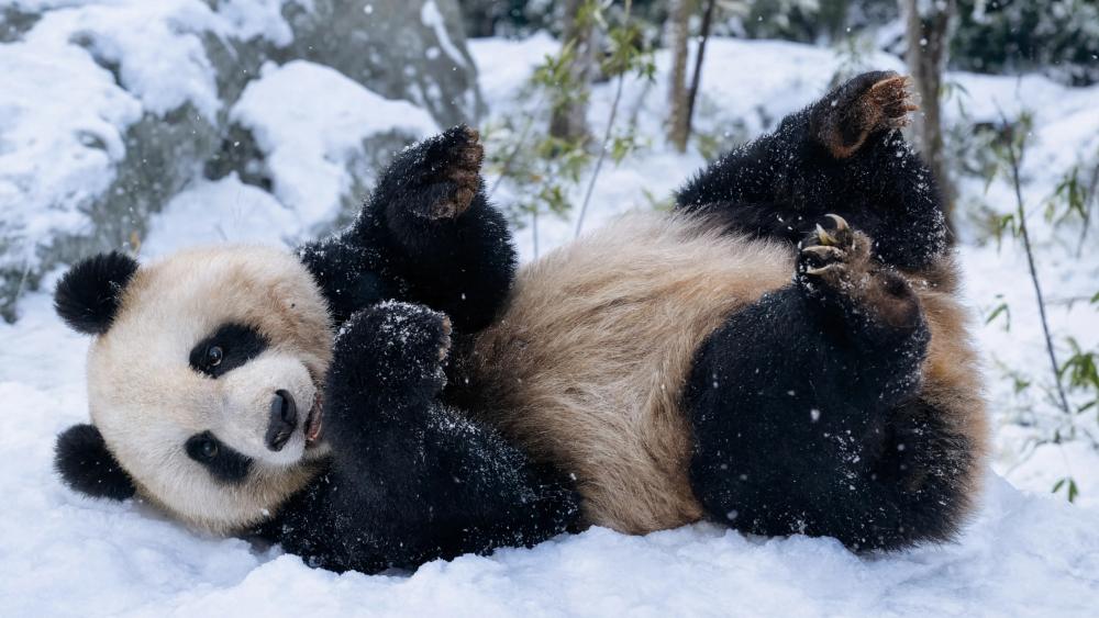Snow Panda in Winter Wonderland wallpaper