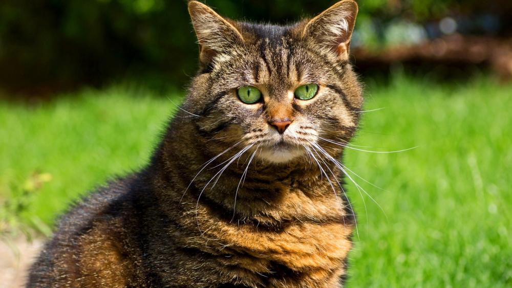 Alert Tabby Cat in Golden Grass wallpaper