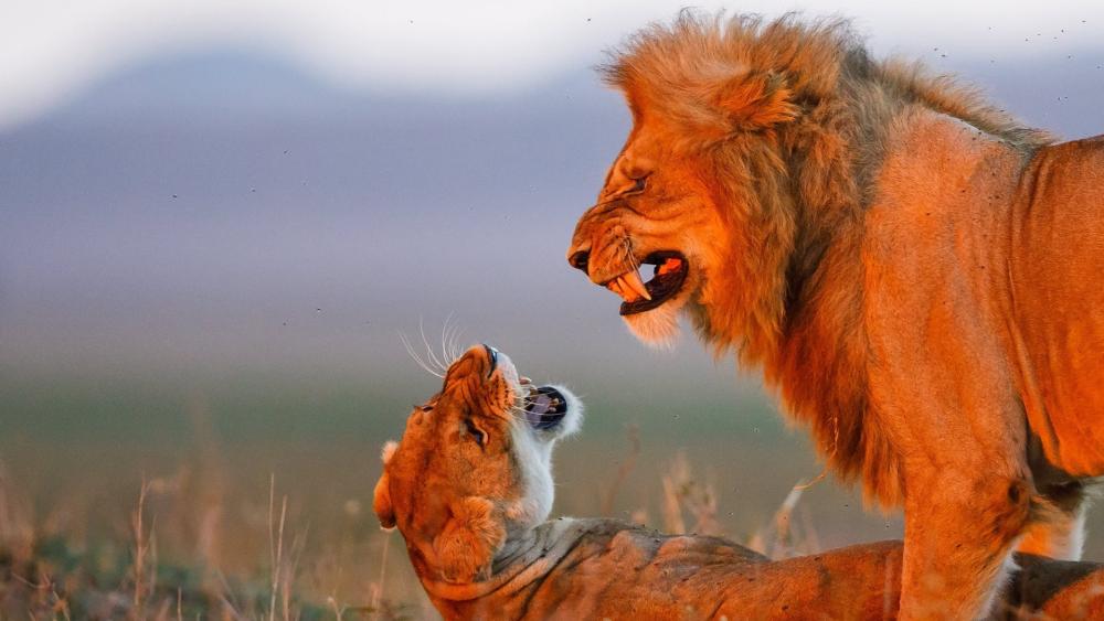 Savanna Lions in Fierce Moment wallpaper