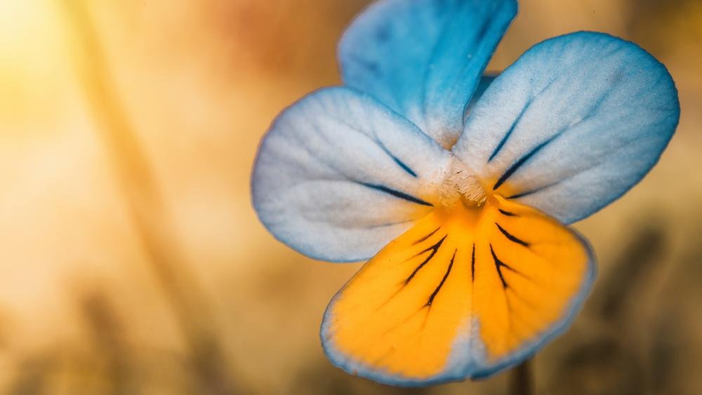 Golden Glow Pansy Bloom wallpaper
