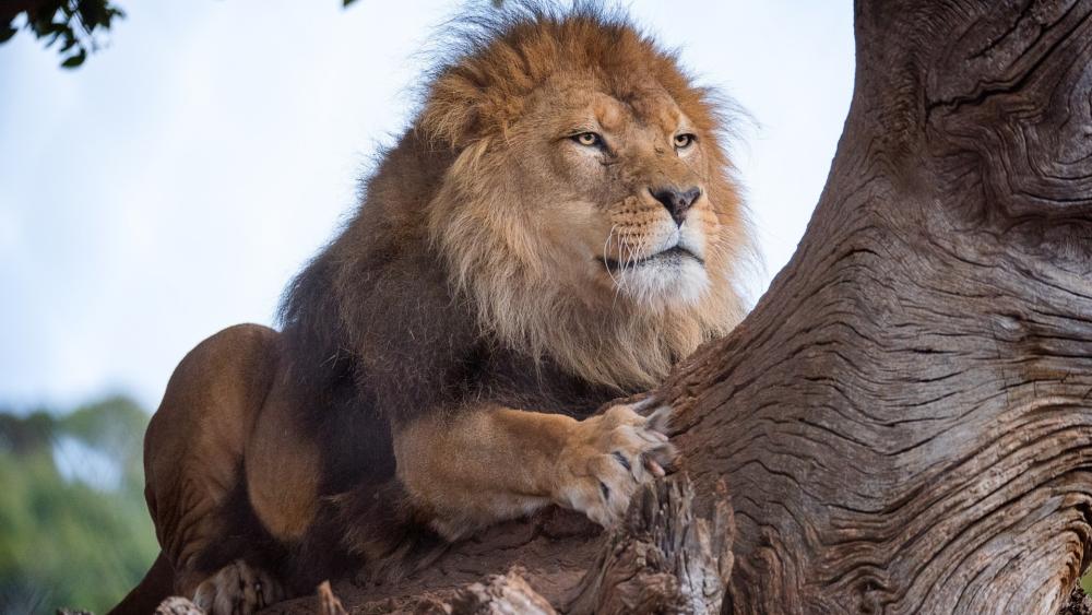 Majestic Lion Resting in the Tree wallpaper