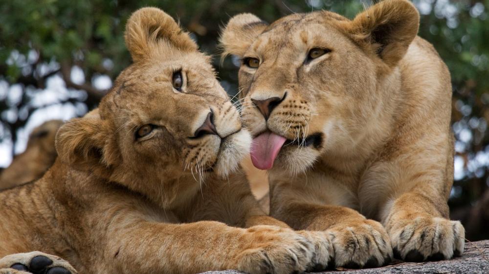 Playful Lioness Bond wallpaper