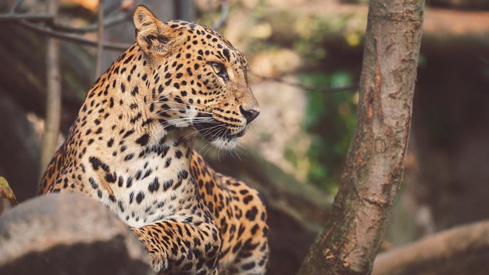 Majestic Leopard in Woodland Glow wallpaper