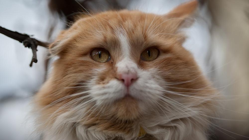 Majestic Ginger Cat Portrait wallpaper