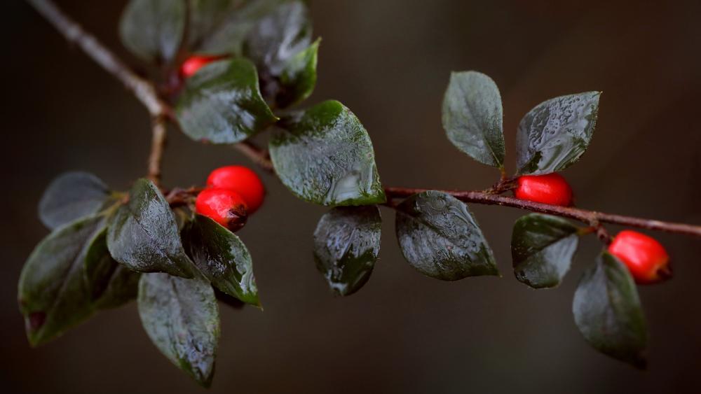 Moody Berry Twig Elegance wallpaper