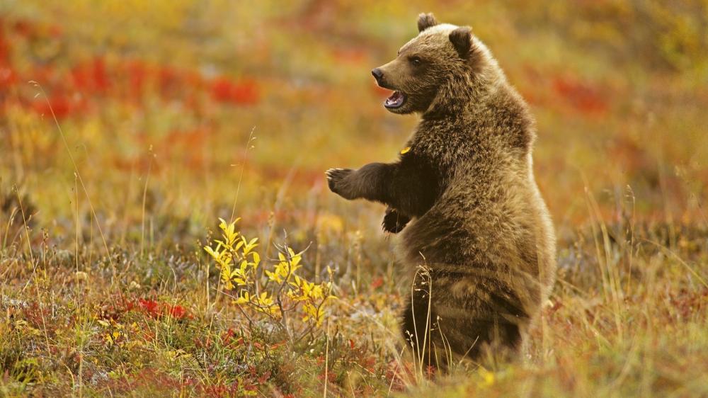 Playful Young Bear in Autumn Meadow wallpaper