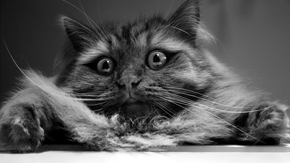 Playful Monochrome Cat Portrait wallpaper