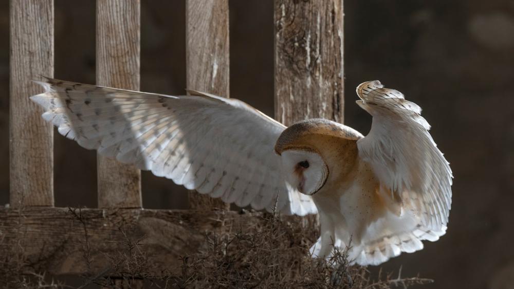 Silent Owl in Graceful Motion wallpaper