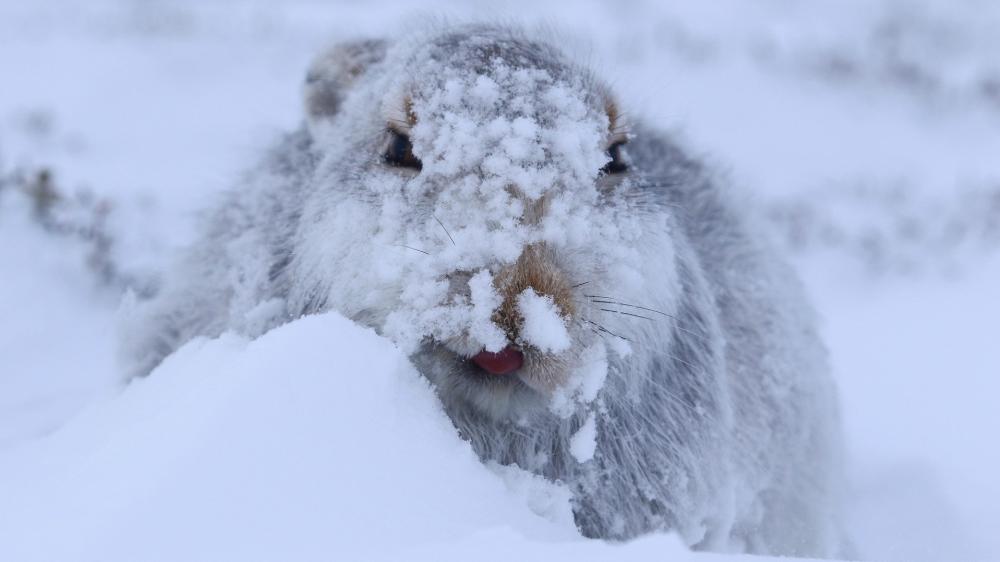 Snow Covered Hare in Winter wallpaper