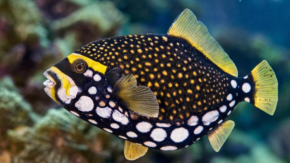 Clown Triggerfish wallpaper