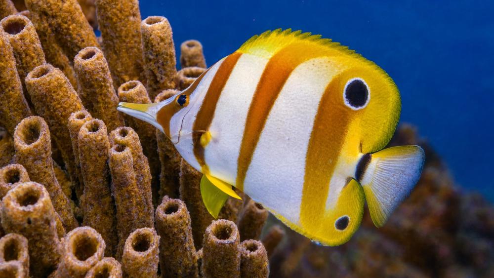 Copperband Butterfly Fish in Coral Reef Glow wallpaper