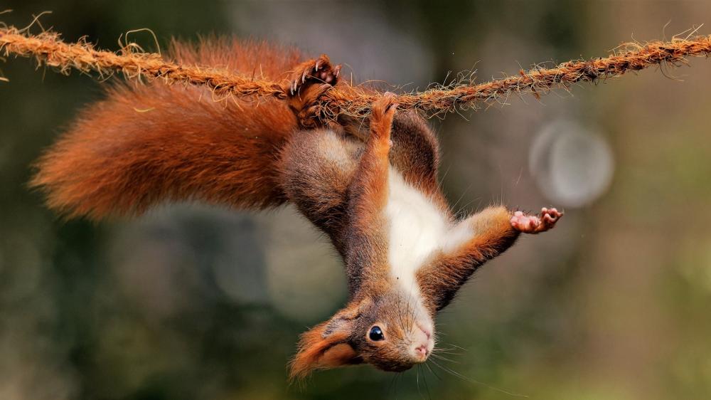 Playful Red Squirrel Acrobat wallpaper