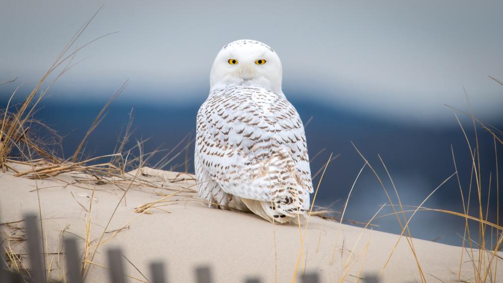 Snowy Owl on Silent Dunes wallpaper