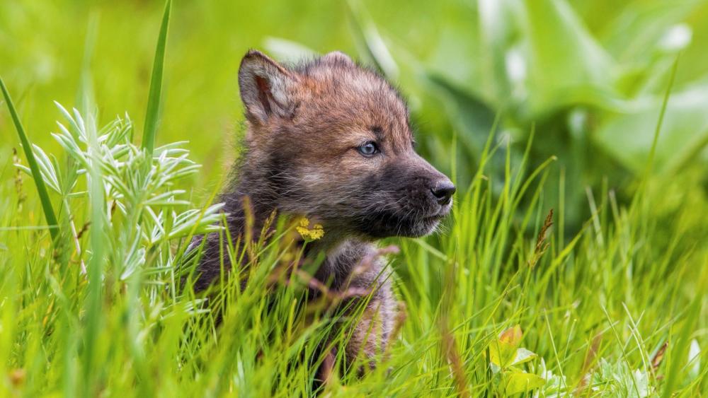 Adorable Wolf Pup in Meadow Grass wallpaper